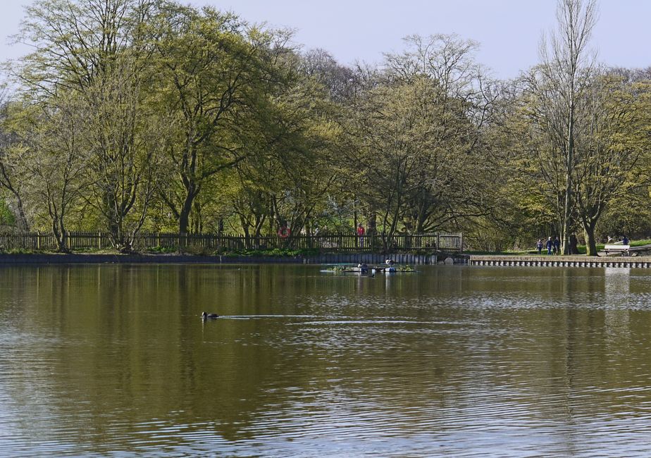 A tranquil scene at a park featuring a calm lake with a single duck swimming across the water. The lake is bordered by a wooden fence and a paved walkway on the far side, where a few people can be seen walking. Tall deciduous trees with fresh spring foliage line the perimeter, casting reflections onto the water. Several small boats, possibly canoes or pedal boats, are moored along the shoreline and in the water. The sky above is clear, with soft natural light illuminating the scene. This peaceful outdoor setting may be part of a UK's public park used for leisure activities involving boat rental and walking, aligning subtly with the concept of moving logistics and outdoor spaces associated with home relocation and furniture transport, supported by professional removal services like Man with Van Hampstead.